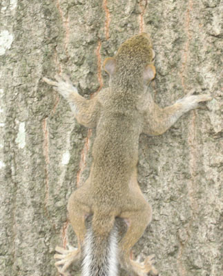 squirl