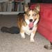ein