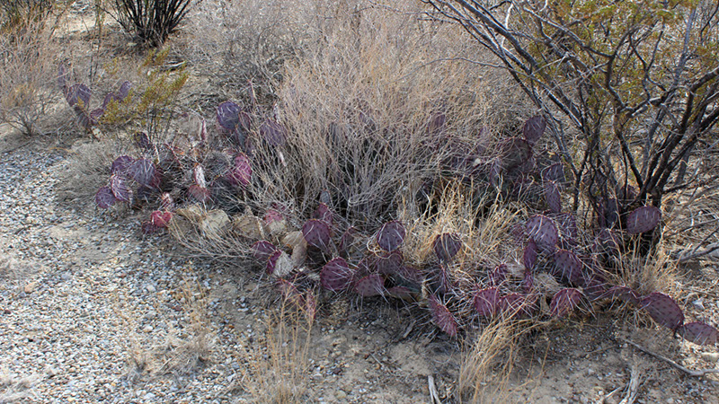 Purple Cactus