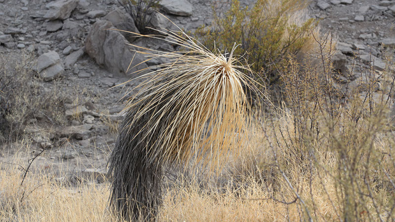 Dead Yucca