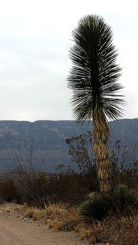 A Yucca