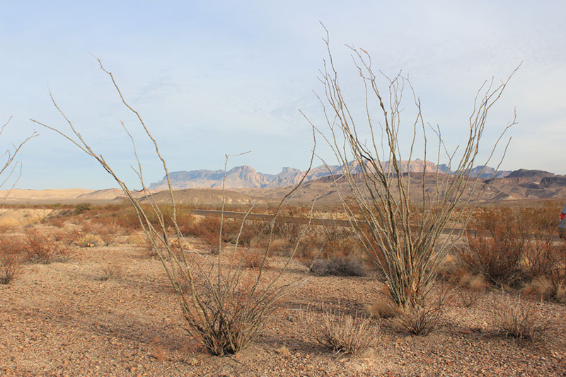 Prickley plants